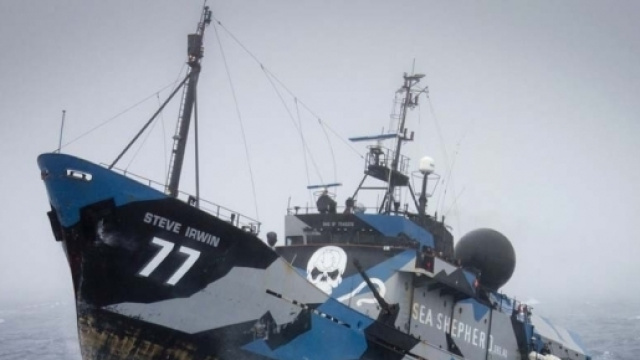 Sea Shepherd: i 'pirati delle balene' rinunciano alla lotta in mare - ruya.io
