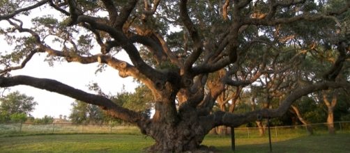 By Dr. Larry D. Moore, Wikipedia Commons