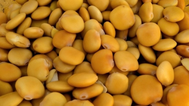 I lupini, legumi utili a combattere il diabete
