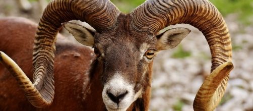 Aries. - image via Pixabay.com