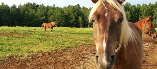 Daily Chinese Horoscope for Horse - August 4 - Image via Pixabay