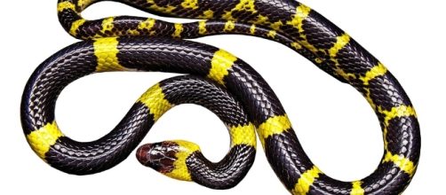 Snake - Free images on Pixabay - pixabay.com