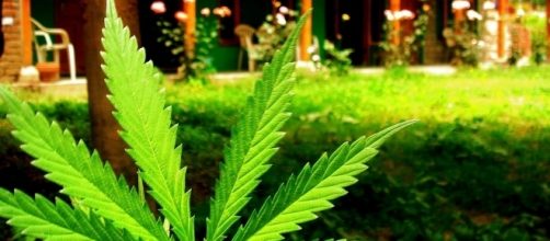 https://commons.wikimedia.org/wiki/File:Marijuana_leaf_at_Veer_Guest_House,_Manali_(164703748).jpg