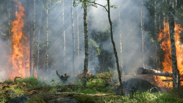 Copyright Ylvers. Roghi di varia natura continuano a caratterizzare l'estate catanzarese.