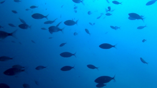 Grotta Azzurra a San Nicola Arcella: Foto di Maria Chiara Rosace
