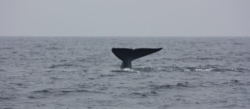 Blue Whale heart on display in Toronto- Arian Zwegers, https://c1.staticflickr.com/8/7054/6917912897_cf28fede47_b.jpg