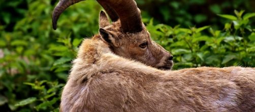 Daily horoscope for Capricorn - August 6 - Image via Pixabay