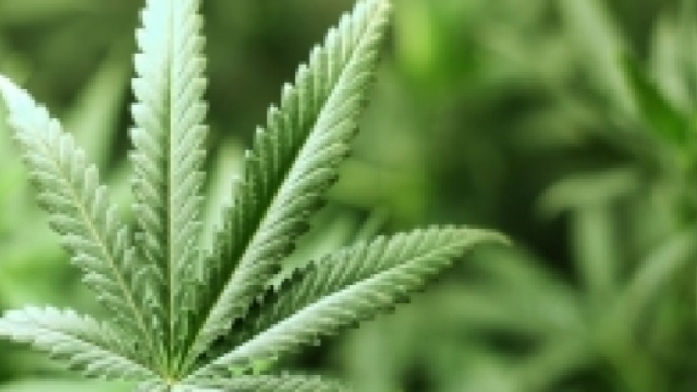 droga: allarme aumento diffusione fra i ragazzi