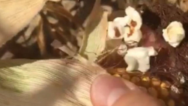 Fenomeni 'soprannaturali' a Cento: dalle pannocchie escono pop corn pronti, ma senza sale - Foto: Facebook.