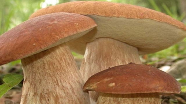 Funghi porcini neile zone boschive