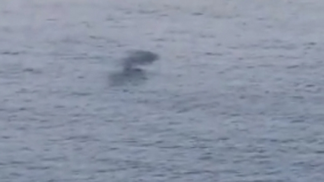 Sorpresa nel mare del Salento.