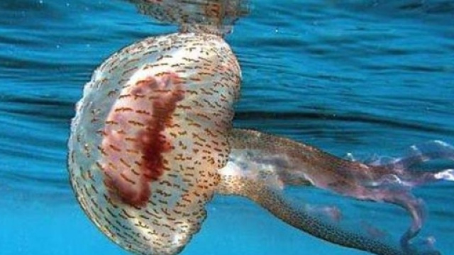 Invasione di meduse nel Fasanese