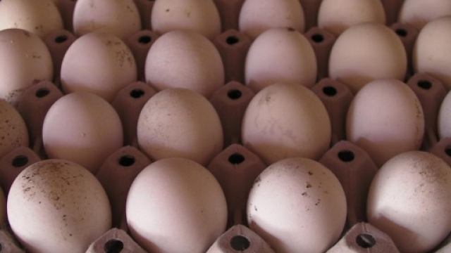 Uova contaminate: &egrave; allerta in Europa.