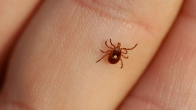 Zecche: cosa fare in caso di puntura