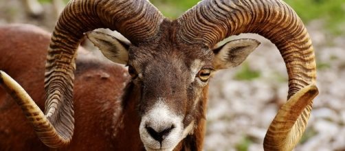 Aries - Free images on Pixabay - pixabay.com