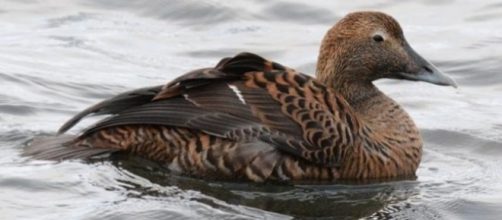 Female common eider photographed in Northern Iceland, with complex plumage pattern produced by melanin pigments. / Photo via Ismael Galv&aacute;n