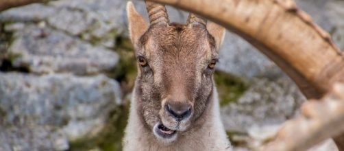 Free photo: Capricorn, Goats, Bock, Horned - Free Image on Pixabay ... - pixabay.com