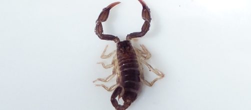 Freedom is the name of the game Scorpio so enjoy yours and give others some space too - Image via pixabay.com