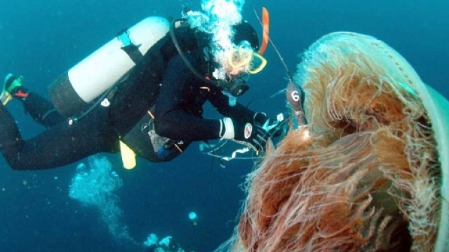 Meduse fino a 10kg trovate a largo della Sardegna.