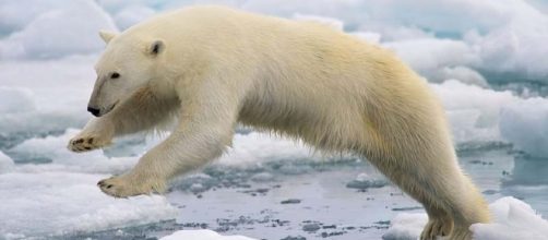 A polar bear in unfamiliar territory (Wikimedia Commons/Arturo de Frias Marques)