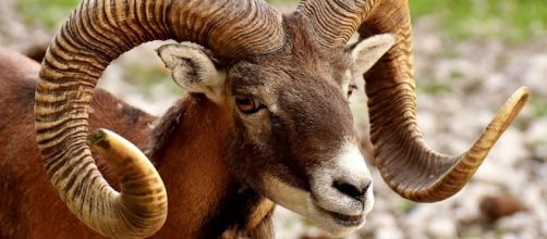 Daily horoscope for Aries - August 9 - Image by Pixabay