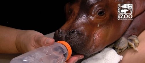 Fiona the baby hippo will star in her own children's book [Image: YouTube/ The Cincinnati Zoo & Botanical Garden]