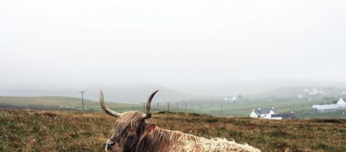 Daily Chinese Horoscope Ox - August 9 - Pixabay