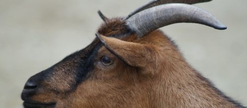 Daily Chinese Horoscope for Goat - August 9 - Image via Pixabay