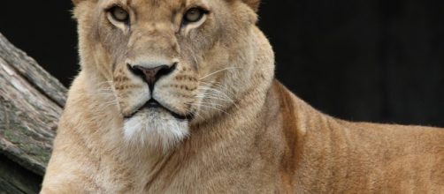 Free photo: Lion, Panthera Leo, Lioness - Free Image on Pixabay ... - pixabay.com