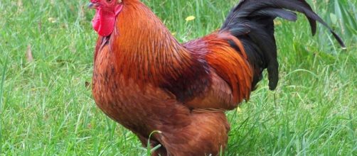 Free photo: Rhode Island Red, Rooster, Chicken - Free Image on ... - pixabay.com