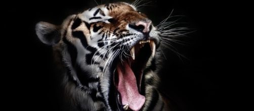 Daily Chinese Horoscope for Tiger - August 9 Image by pixabay.com