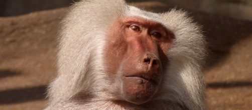 Daily Chinese Horoscope For Monkey &mdash; August 9 (Image via pixabay.com)