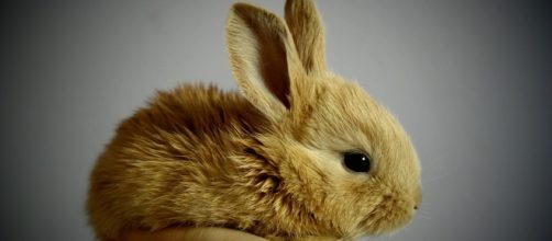 Chinese Horoscope Rabbit August 9 Image via pixabay.com