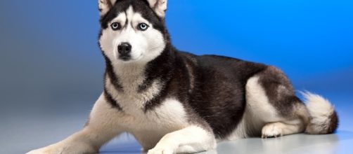 Daily Chinese Horoscope for Dog &mdash; August 9 (Image via Pixabay)