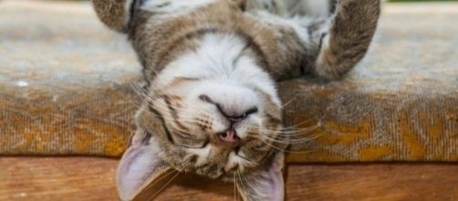 Dormir la siesta correctamente. (via lamenteesmaravillosa.com)