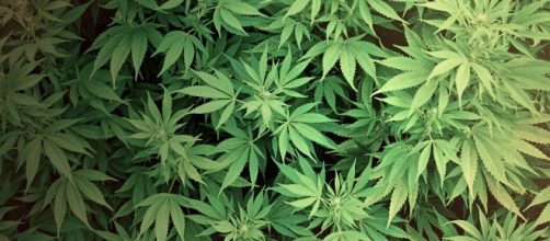 Marijuana | credit, Casino Connection, flickr.com