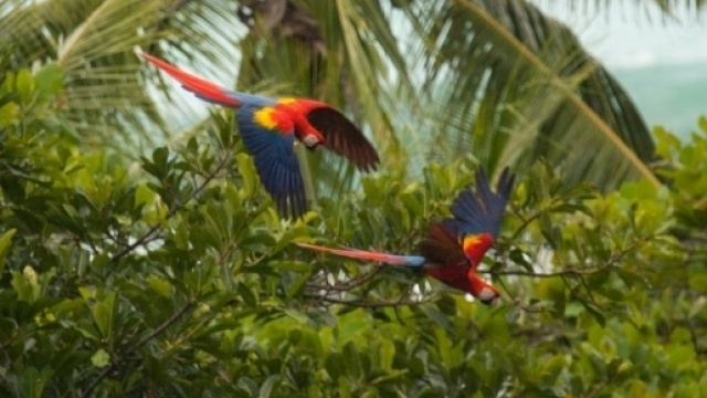 Il polmone verde della Costa Rica. (fonte:web)
