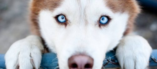 Dogs are not only there to make you happy, they can also help your well-being. [Image Credit: Think Fact/Youtube]