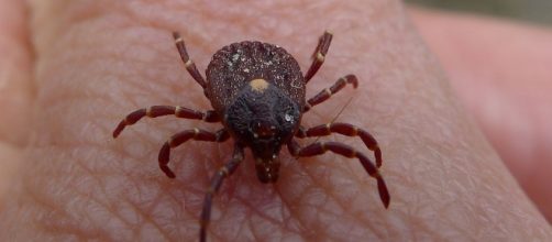 Parasite Tick | John Tann | Flickr