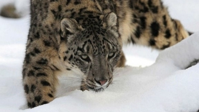 Il leopardo delle nevi fuori pericolo d'estinzione (foto: internet)