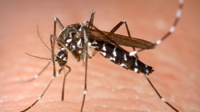 Zanzara tigre responsabile della Chikungunya