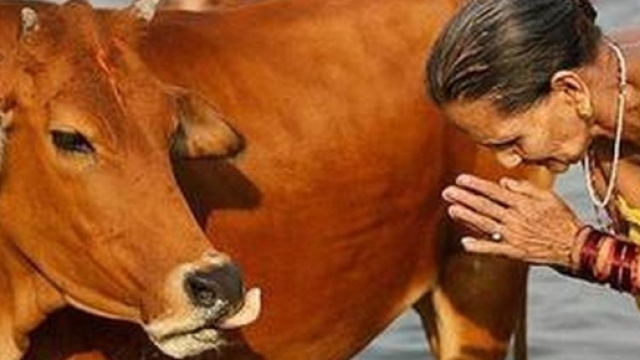 India, il partito ind&ugrave; chiede di istituire il ministero delle mucche - ilmessaggero.it