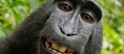 Famous selfie taken by Naruto the macaque may finally do a little good for his species per settlement terms. Screencap US News & More/YouTube