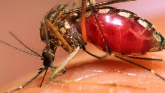 La malaria : cos'&egrave;, come funziona e come si trasmette