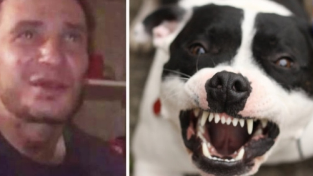 Londra, cane ingerisce droga e uccide il padrone.