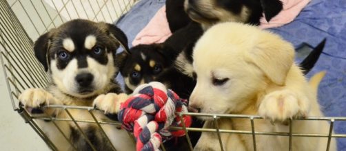 All patients sickened by the outbreak came in contact with puppies sold at Petland- James Brooks/ Flickr
