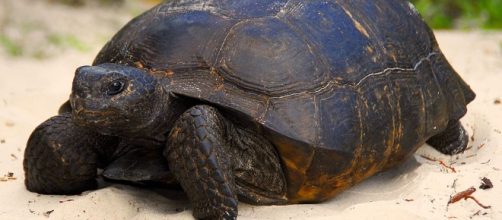 Image of a turtle in Florida via Wikimedia Commons.