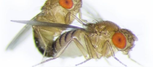 La mosca que eyacula espermatozoides 20 veces m&aacute;s grandes que su ... - elpais.com