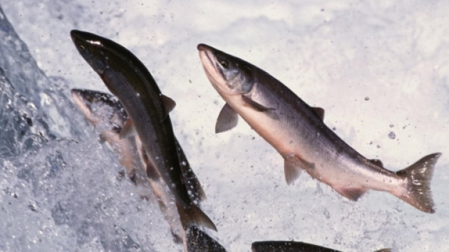I salmoni allevati hanno problemi di sordit&agrave;.