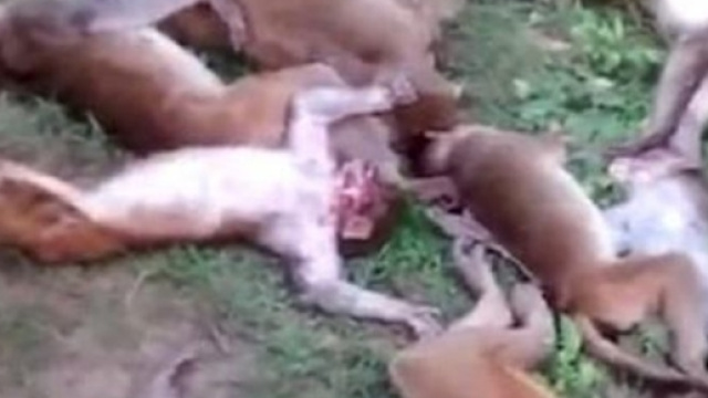 India, dodici scimmie terrorizzate muoiono nello stesso momento